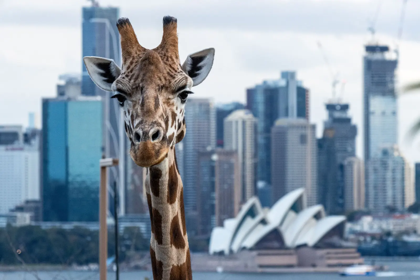 Day 2: Ferries, Taronga Zoo and Manly