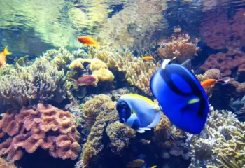 Aquarium Sydney