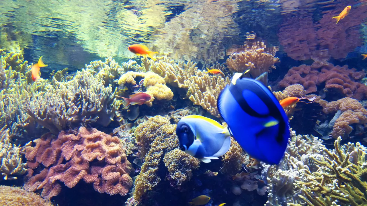 Aquarium Sydney