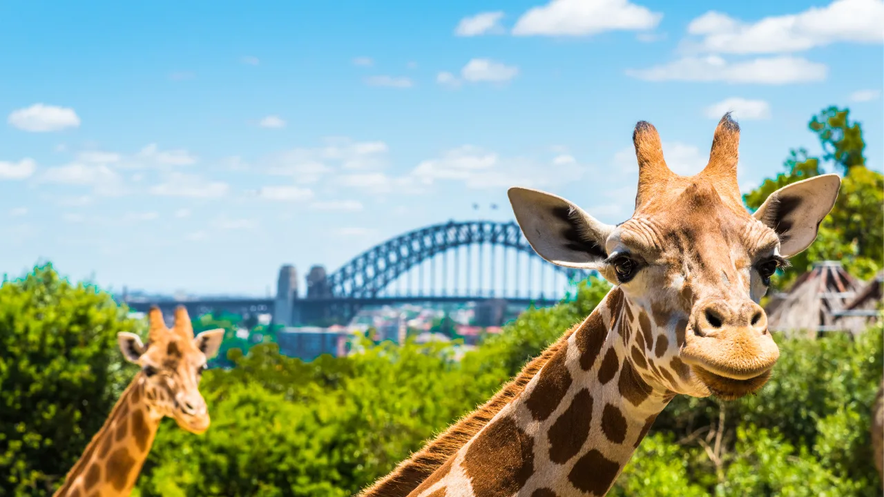 Taronga Zoo